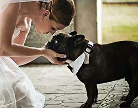 The bride with the family dog in his bow tie